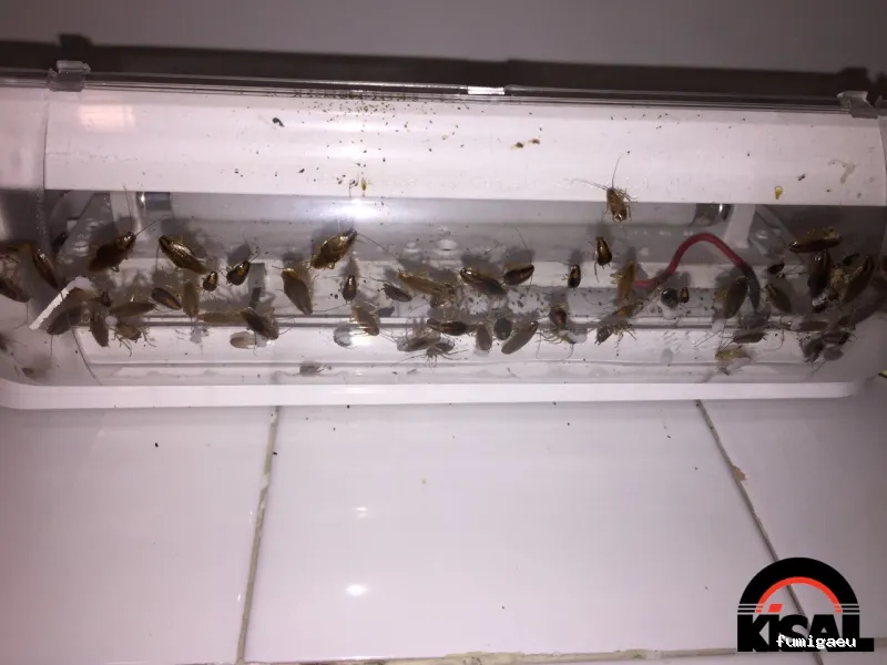 Kisal Sanidad Ambiental