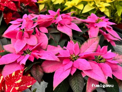 Jardinería Gerais Garden Center