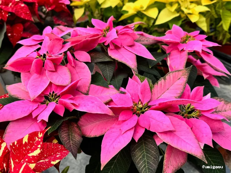 Jardinería Gerais Garden Center