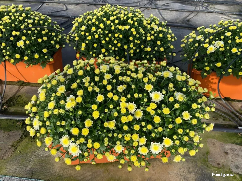 Jardinería Gerais Garden Center