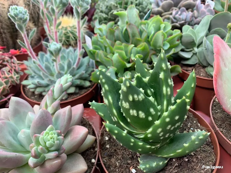 Jardinería Gerais Garden Center
