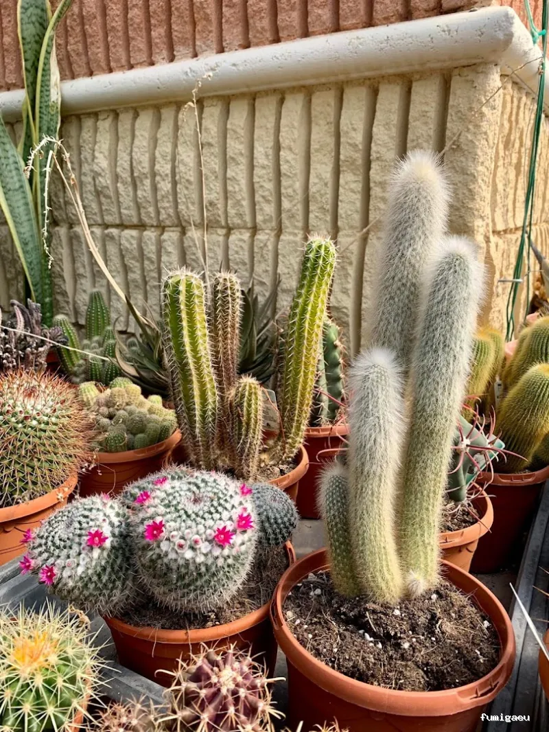 Jardinería Gerais Garden Center