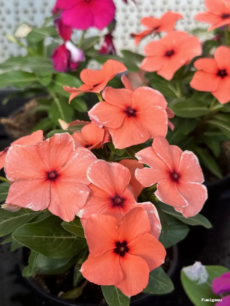 Jardinería Gerais Garden Center