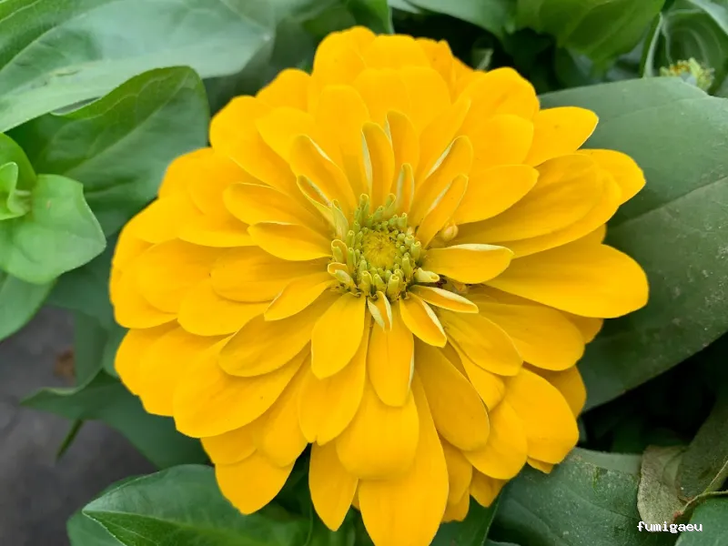 Jardinería Gerais Garden Center