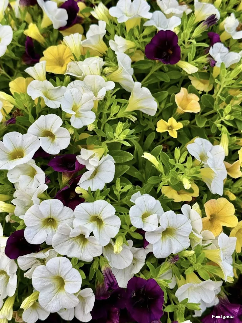 Jardinería Gerais Garden Center