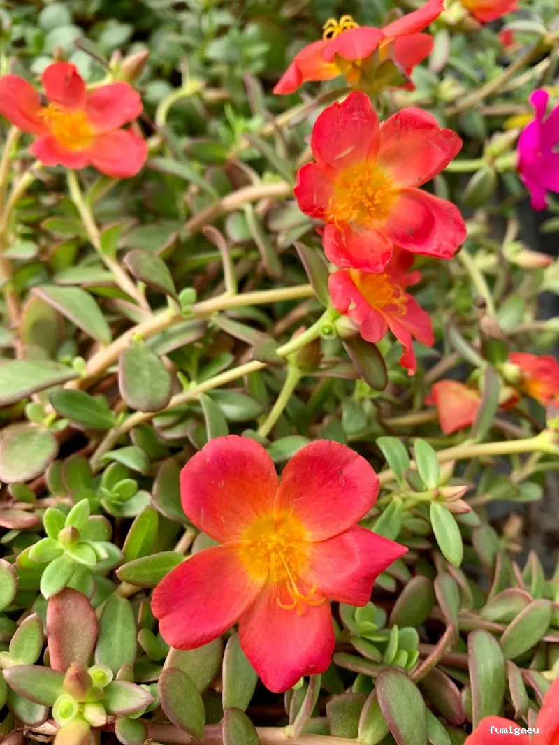Jardinería Gerais Garden Center