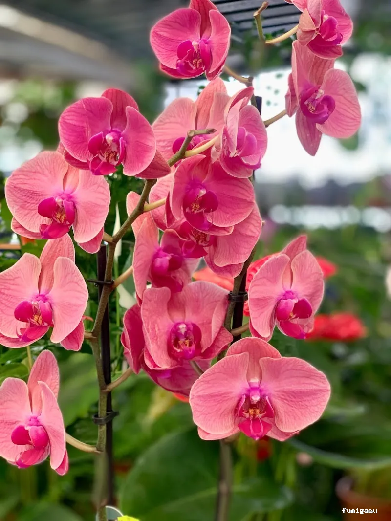 Jardinería Gerais Garden Center