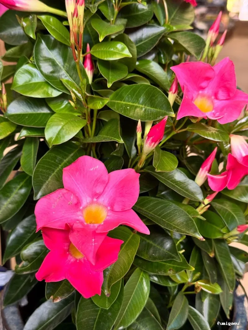 Jardinería Gerais Garden Center