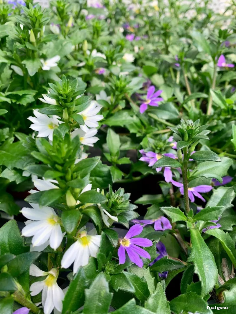Jardinería Gerais Garden Center