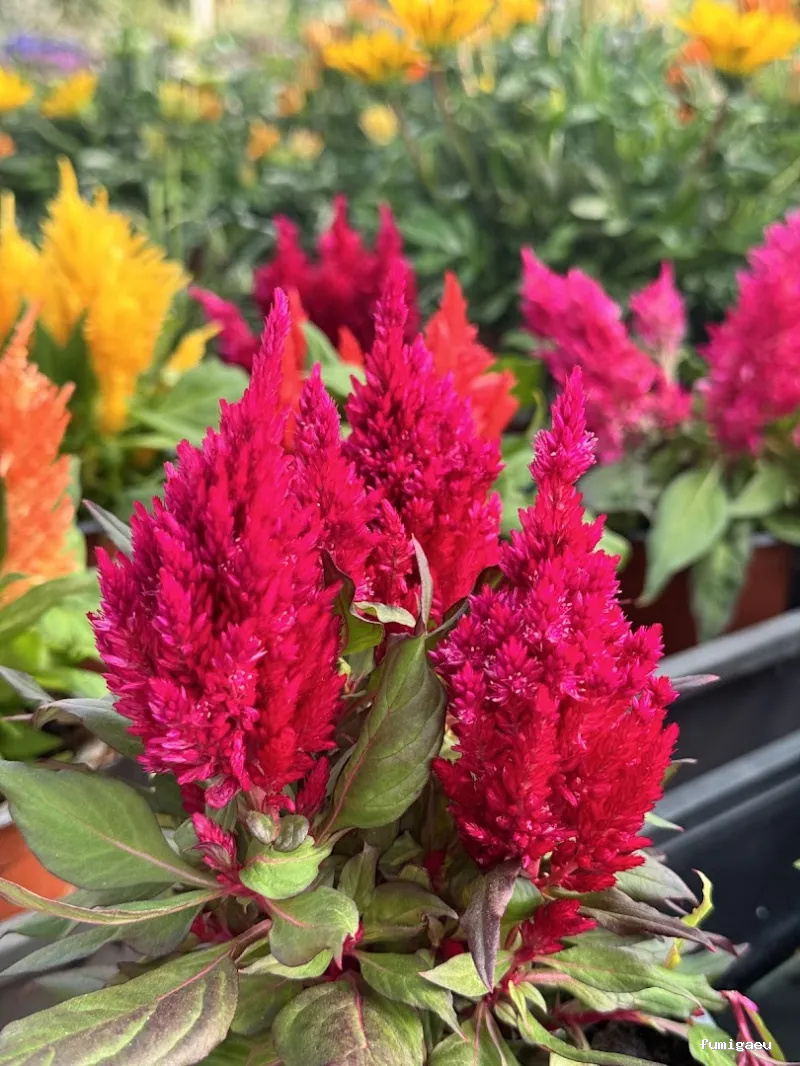 Jardinería Gerais Garden Center