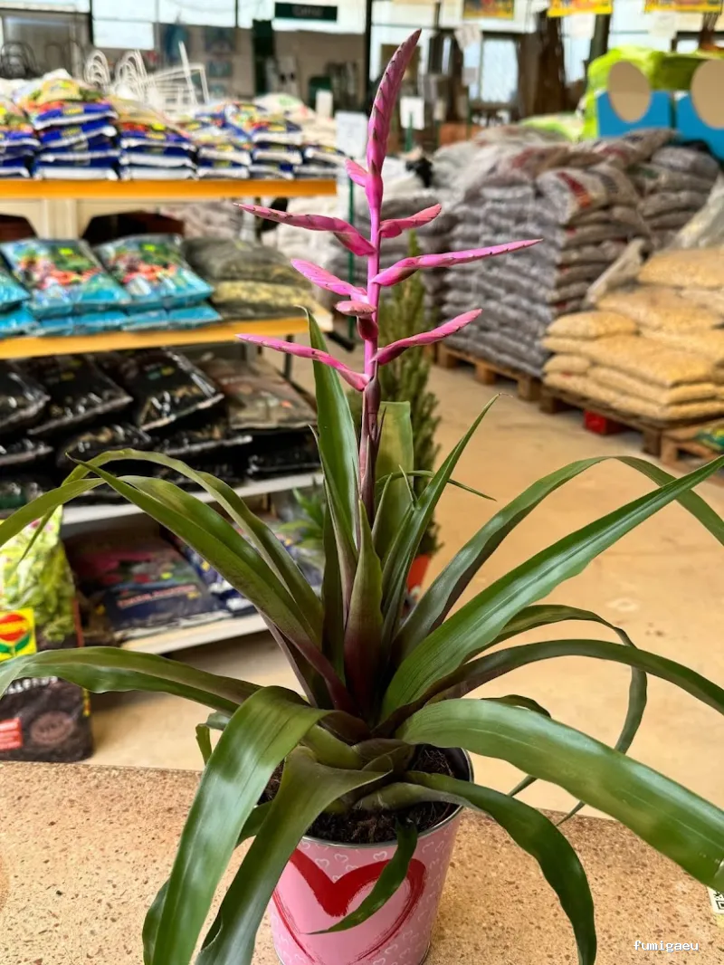Jardinería Gerais Garden Center