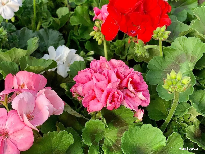 Jardinería Gerais Garden Center