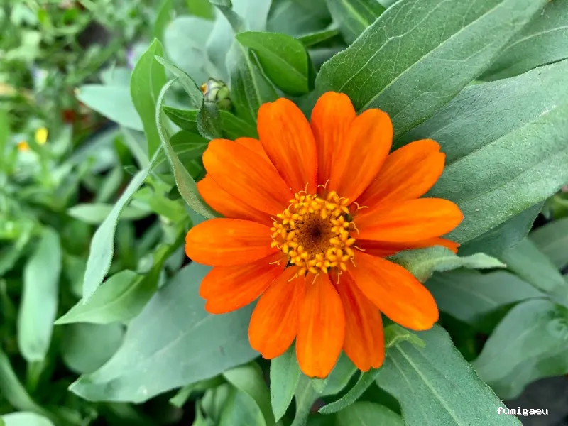 Jardinería Gerais Garden Center