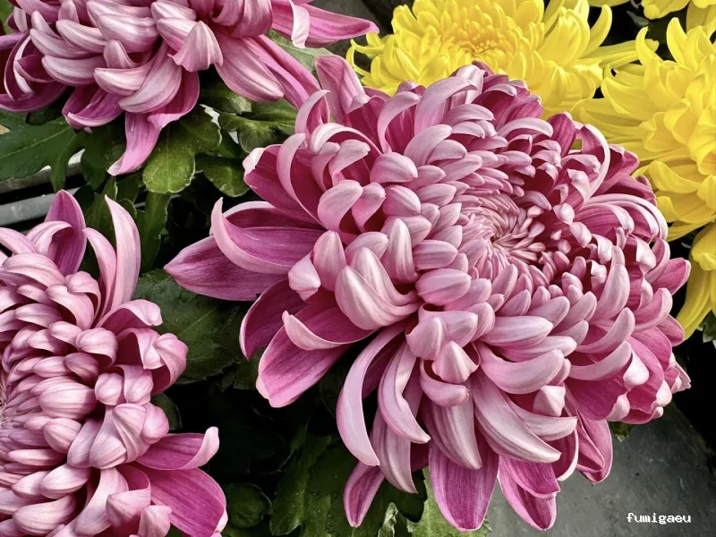 Jardinería Gerais Garden Center