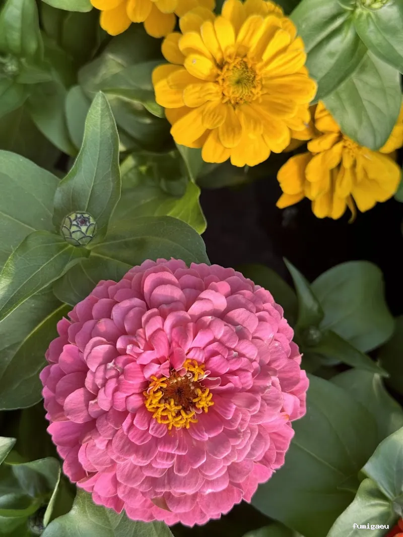 Jardinería Gerais Garden Center
