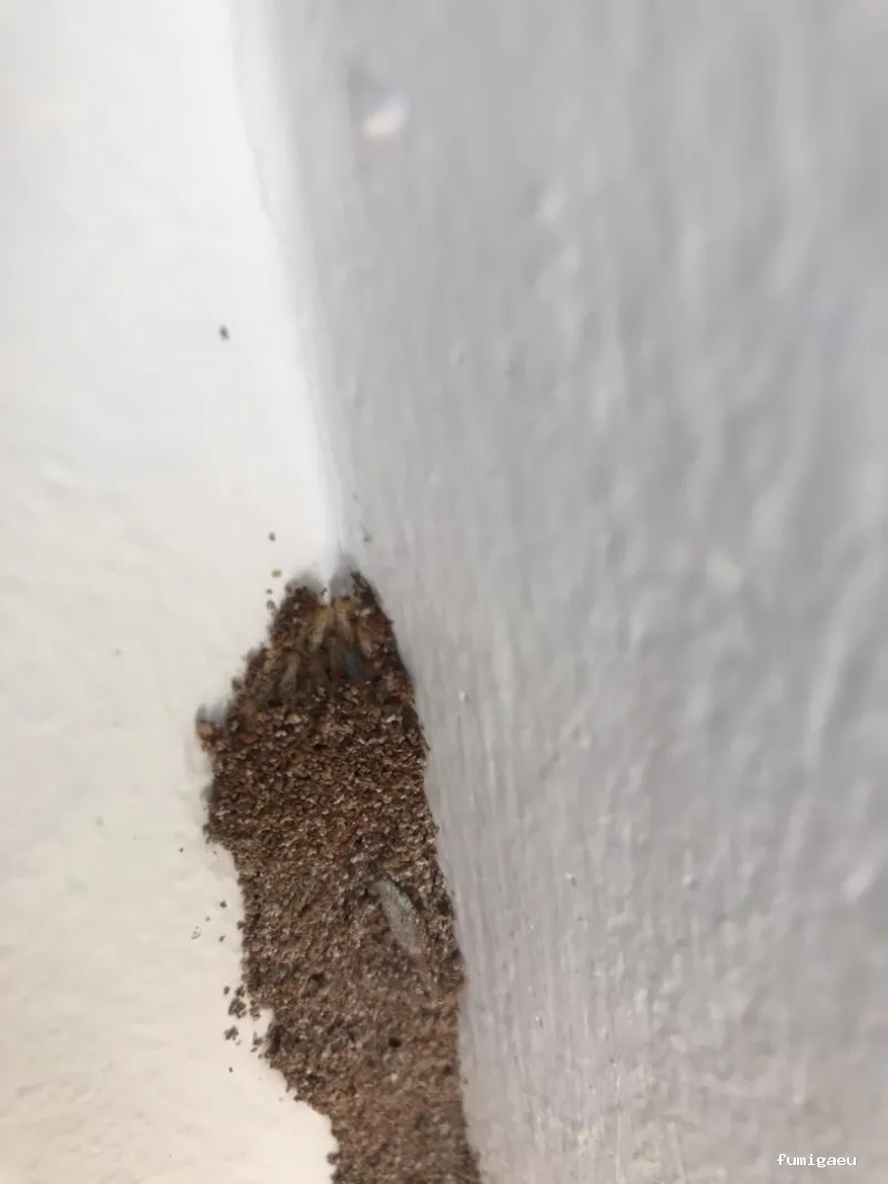 Barcelona Termitas — Soluciones Definitivas contra Plagas