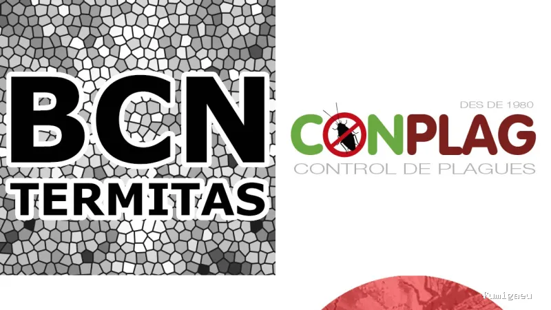 Barcelona Termitas — Soluciones Definitivas contra Plagas