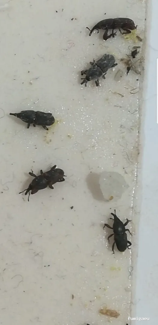 Desinfecciones Hernández