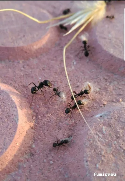 Desinfecciones Hernández