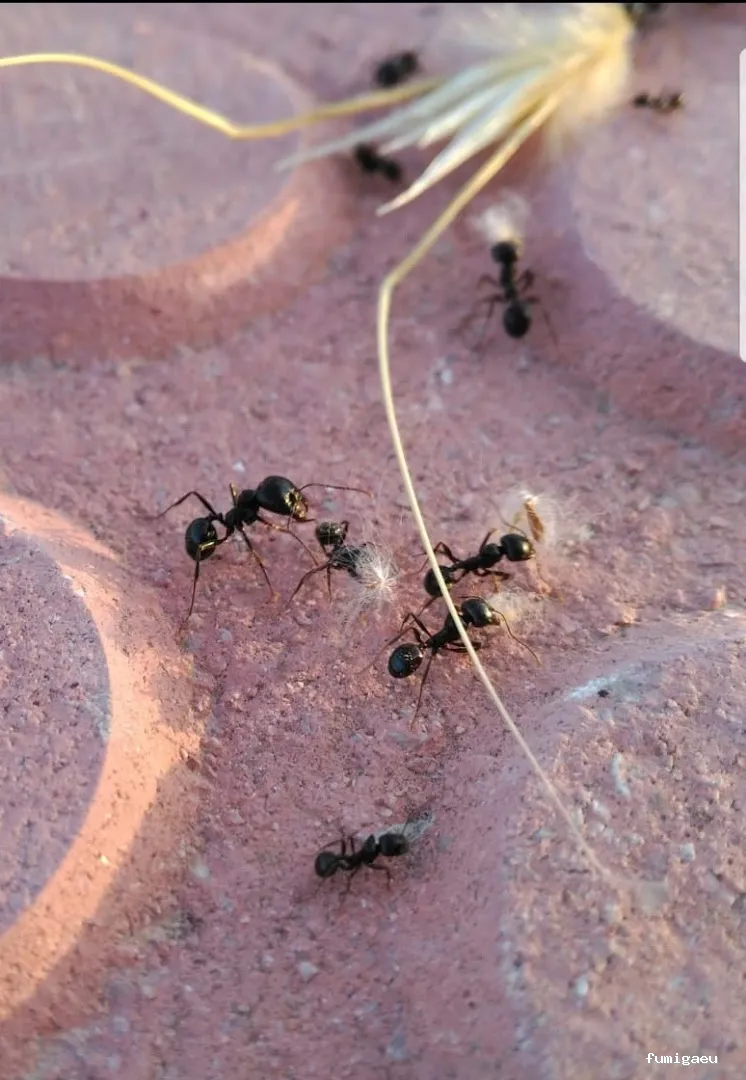 Desinfecciones Hernández