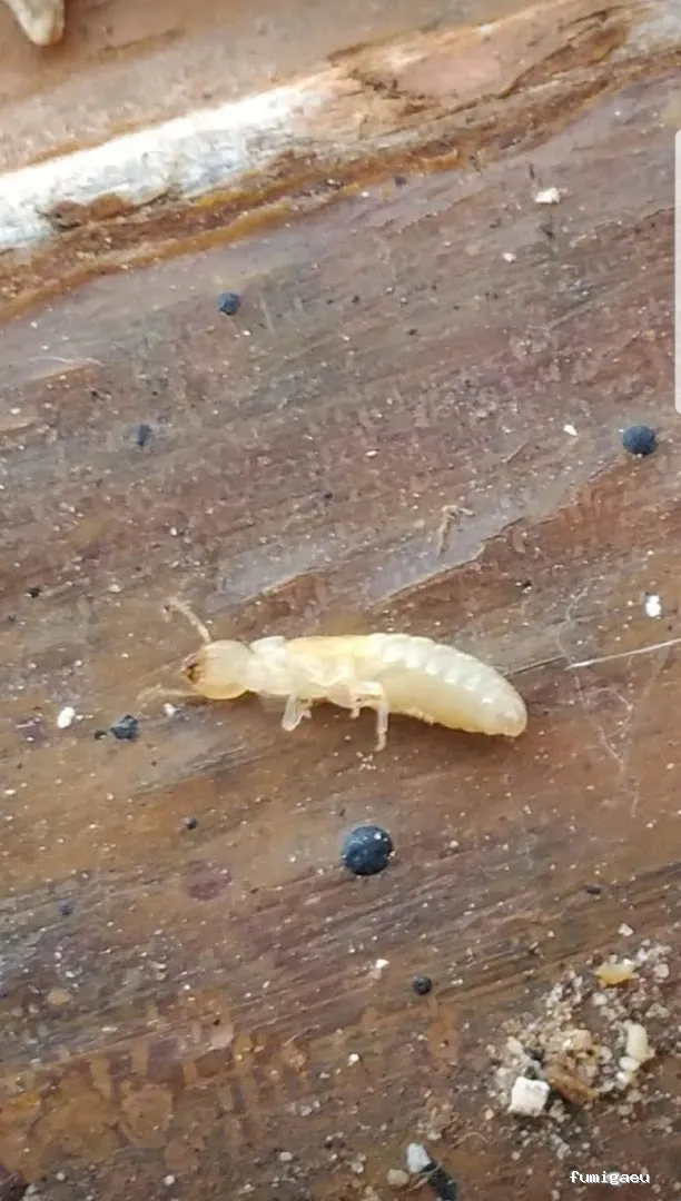 Desinfecciones Hernández