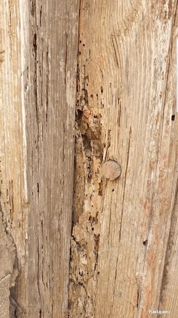 Desinfecciones Hernández