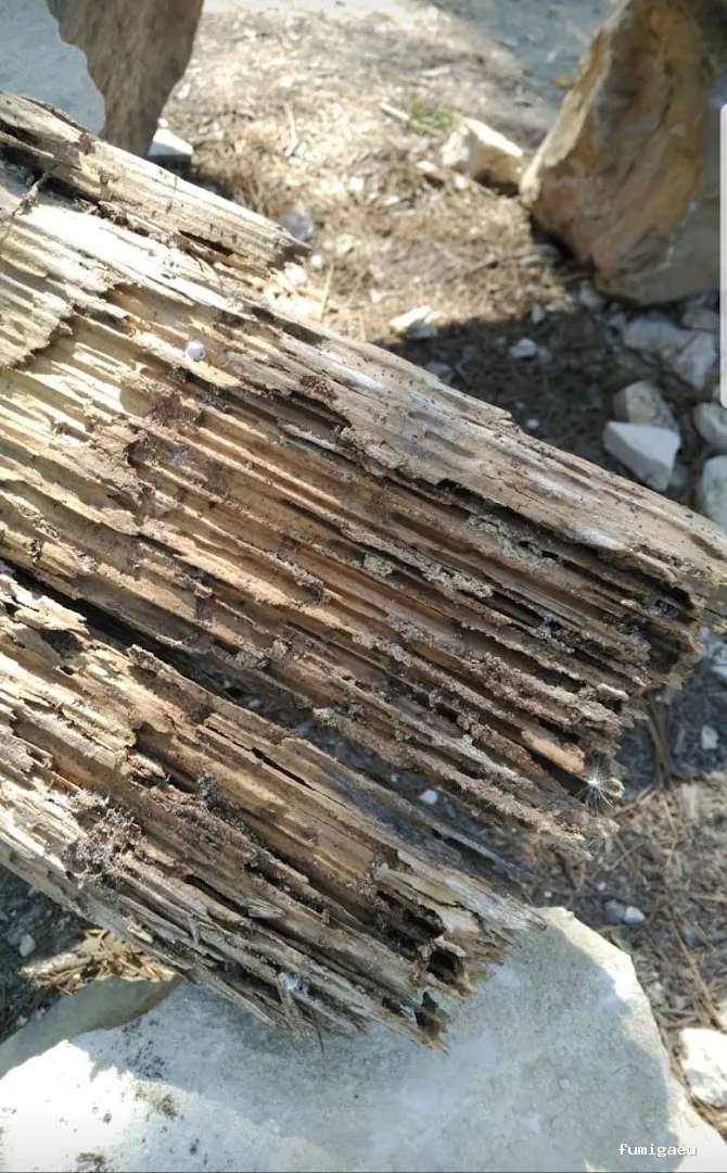 Desinfecciones Hernández