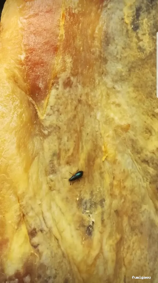 Desinfecciones Hernández