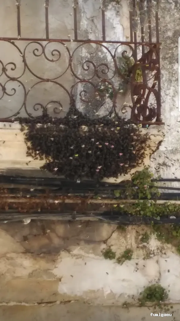 Desinfecciones Hernández