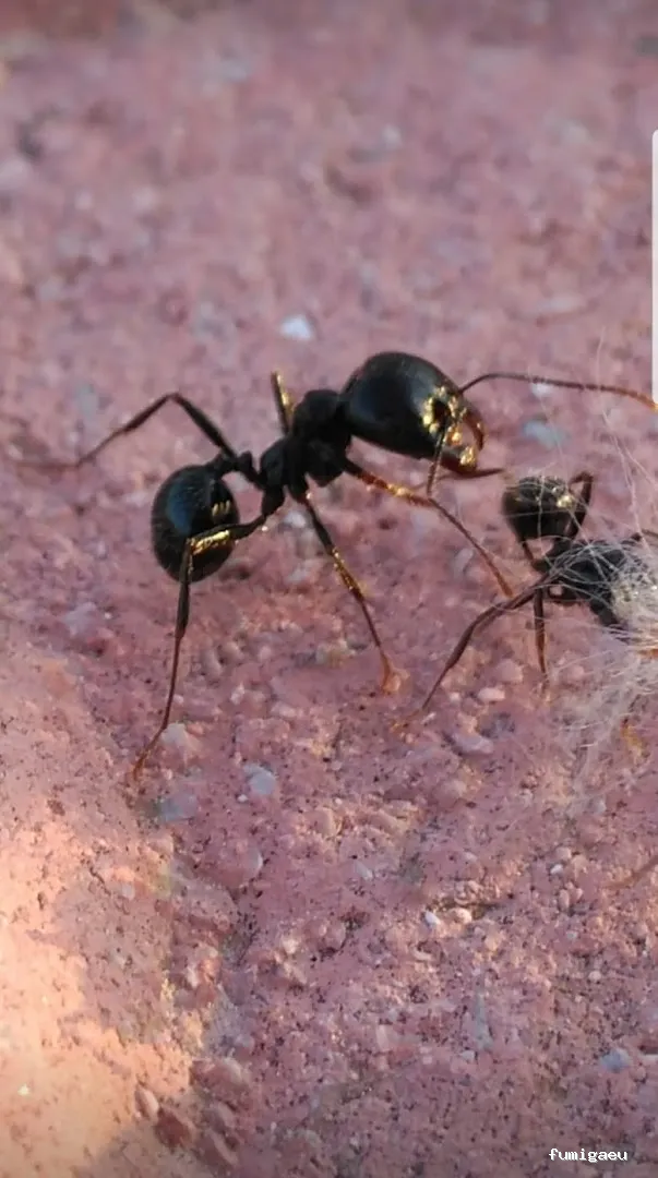 Desinfecciones Hernández