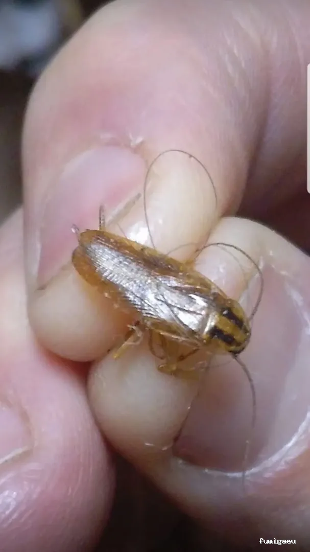 Desinfecciones Hernández