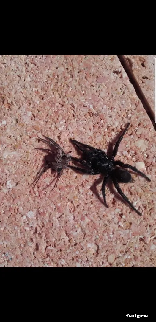 Desinfecciones Hernández