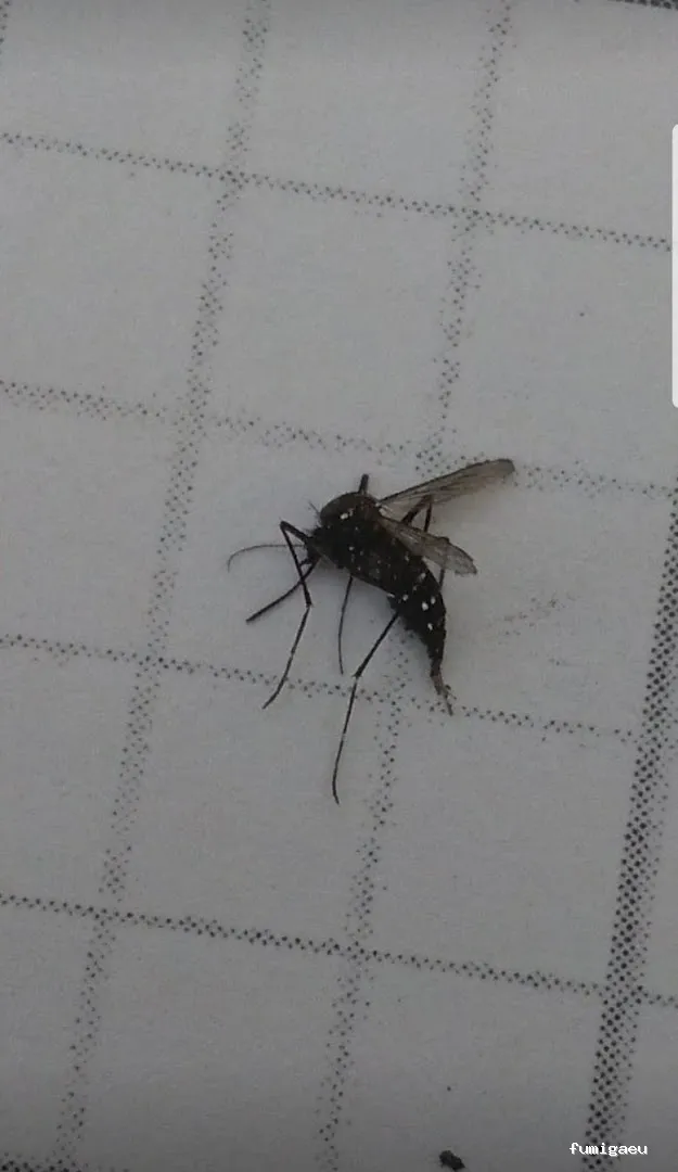 Desinfecciones Hernández