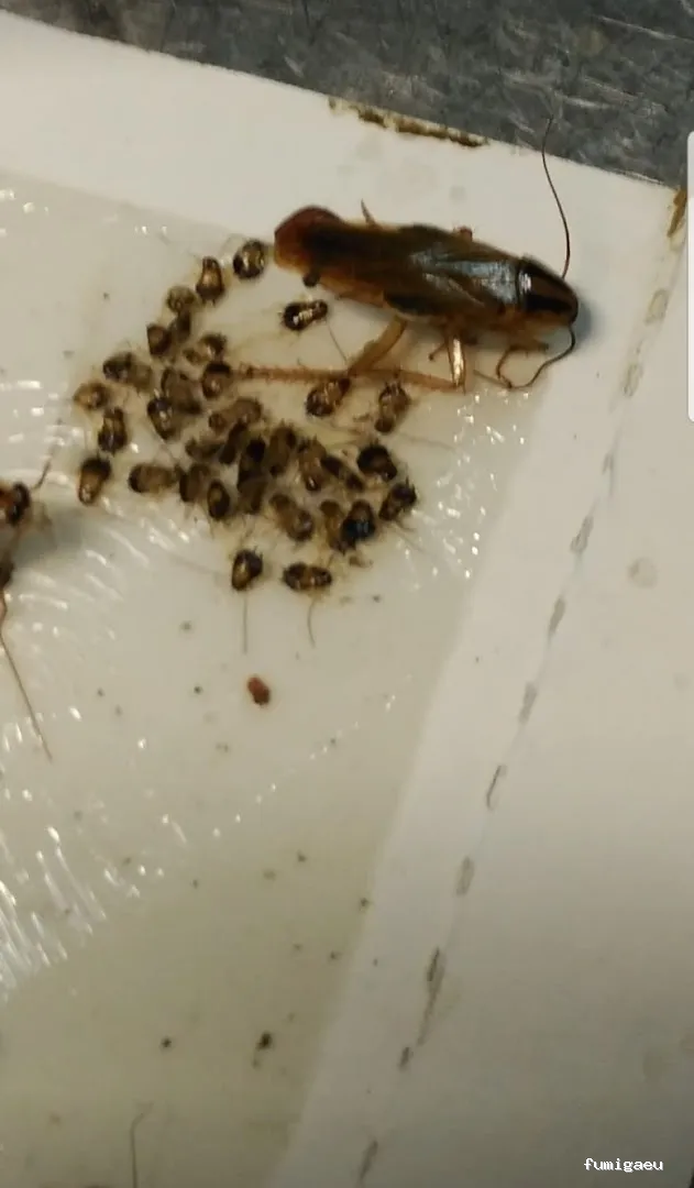 Desinfecciones Hernández