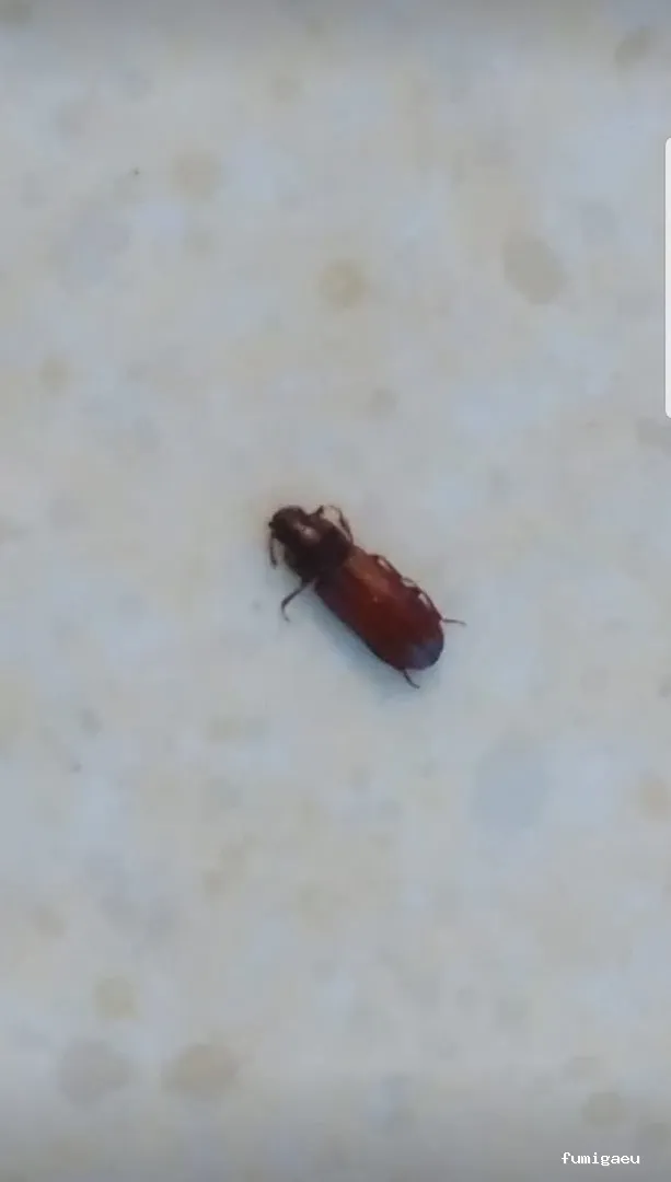 Desinfecciones Hernández