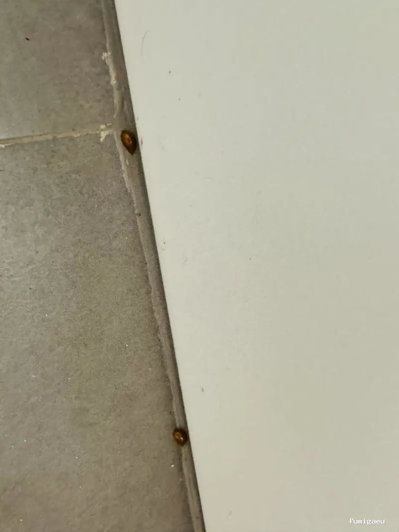 Control de Plagas en Valencia – ¡Fumigación Urgente 24h!