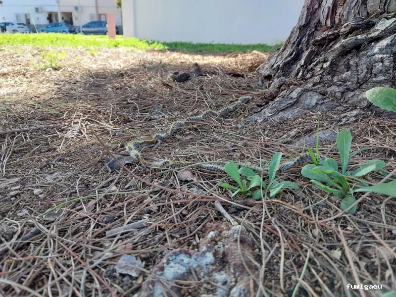 TC Control de Plagas