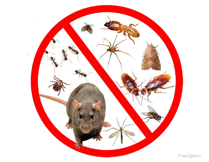 Mucho más que limpieza