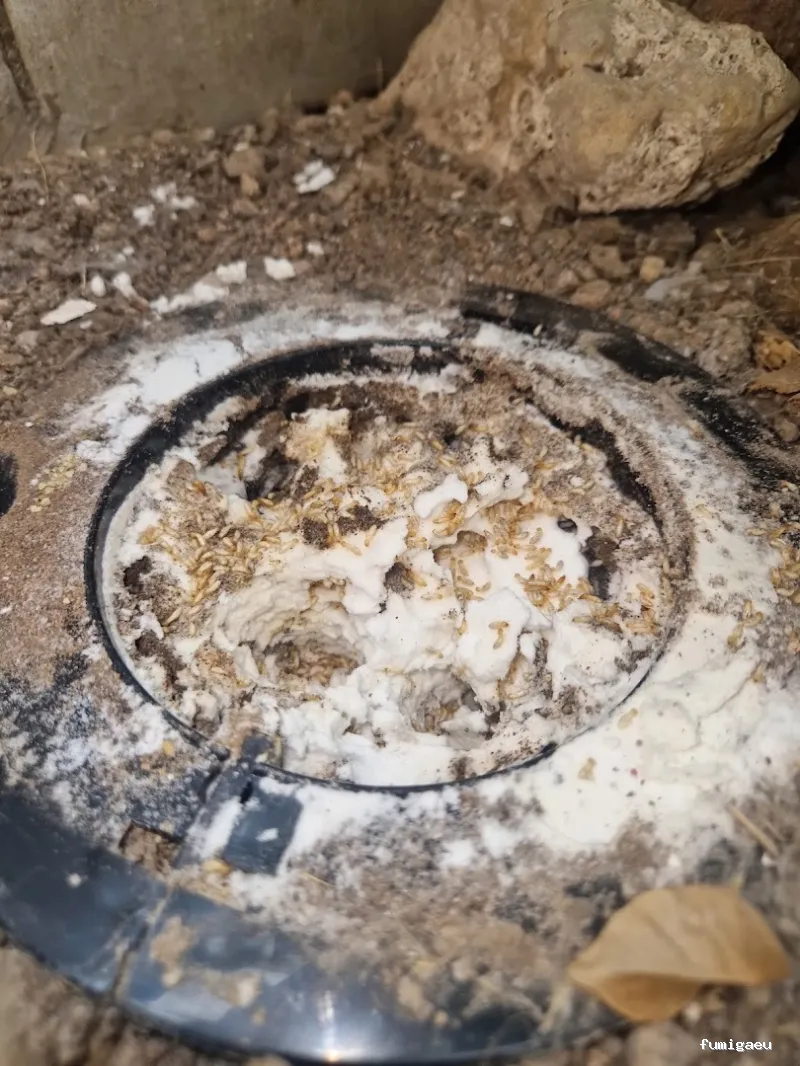 Ecomol - Control de Plagas y Termitas