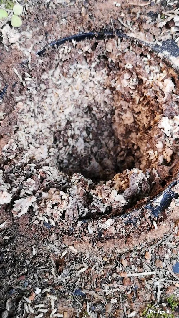 Ecomol - Control de Plagas y Termitas