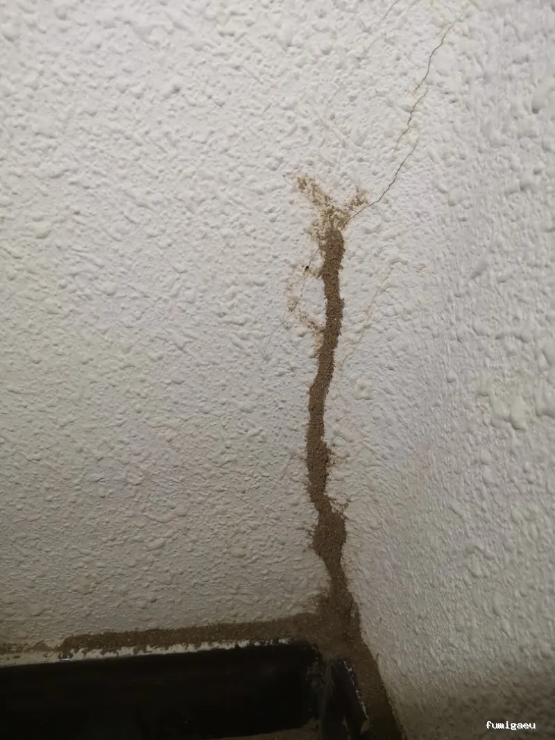 Ecomol - Control de Plagas y Termitas