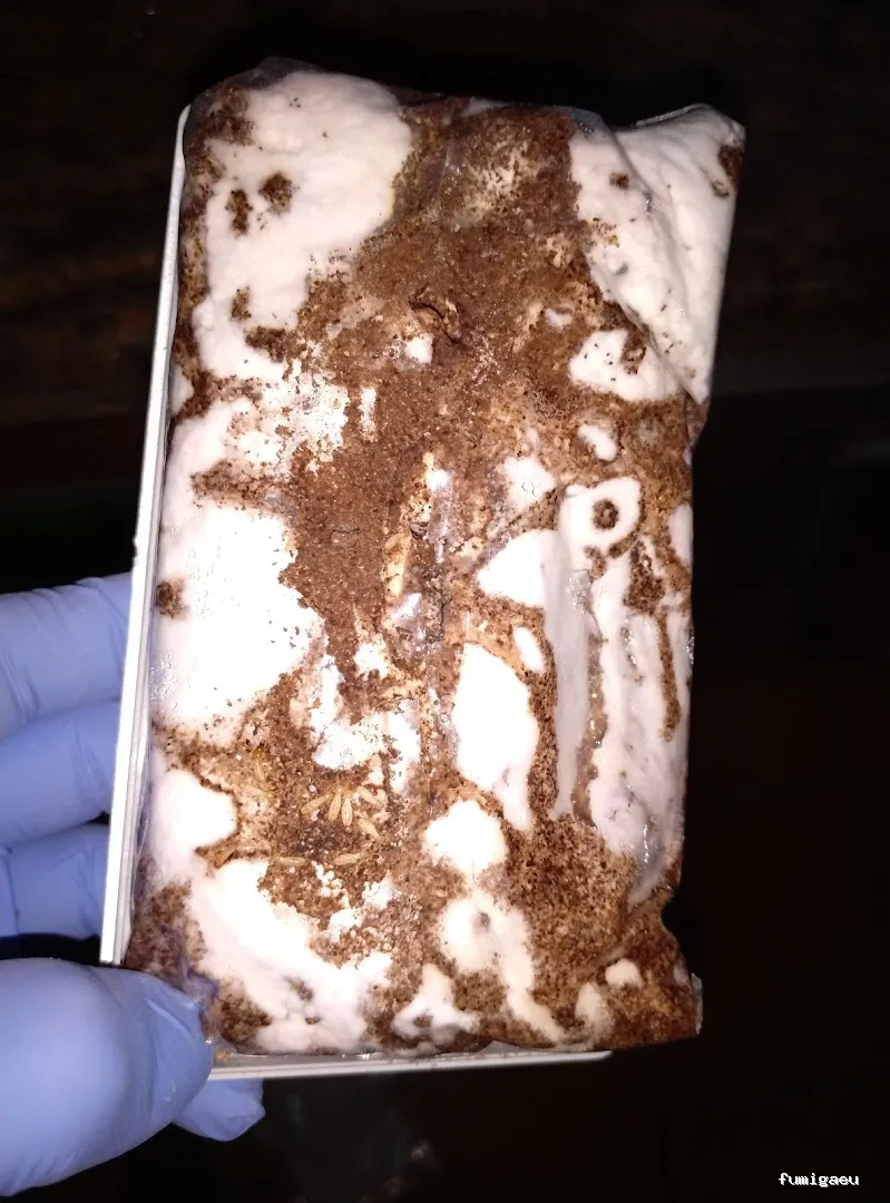 Ecomol - Control de Plagas y Termitas