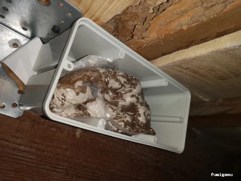 Ecomol - Control de Plagas y Termitas