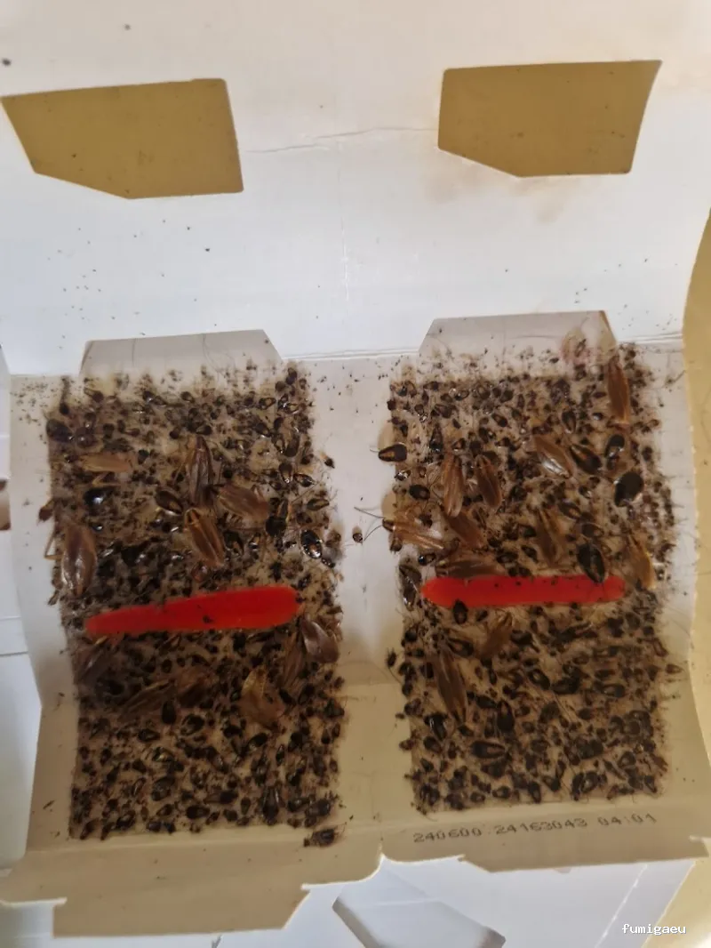 Ecomol - Control de Plagas y Termitas