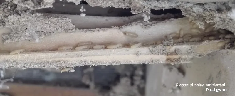 Ecomol - Control de Plagas y Termitas