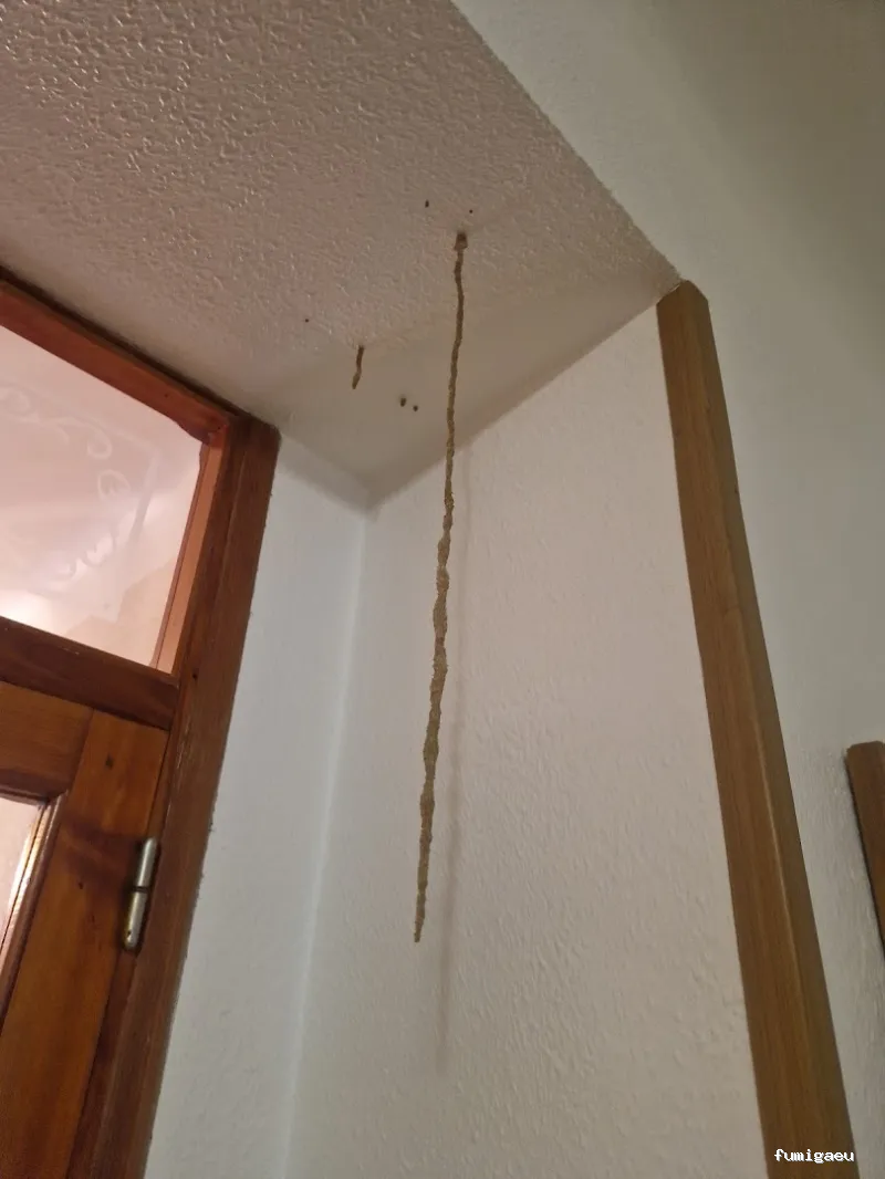 Ecomol - Control de Plagas y Termitas