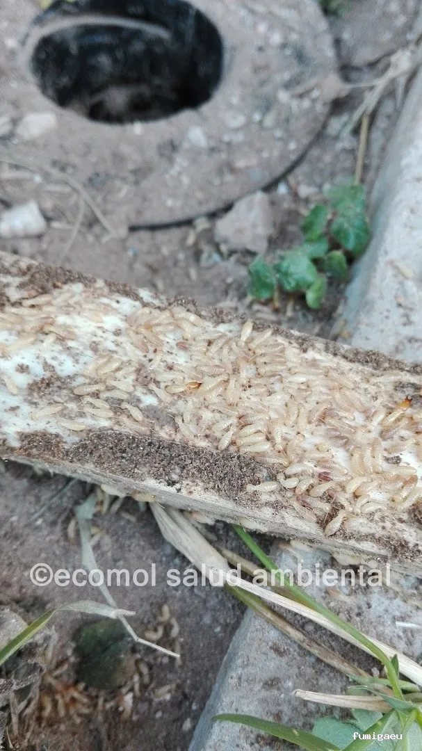 Ecomol - Control de Plagas y Termitas