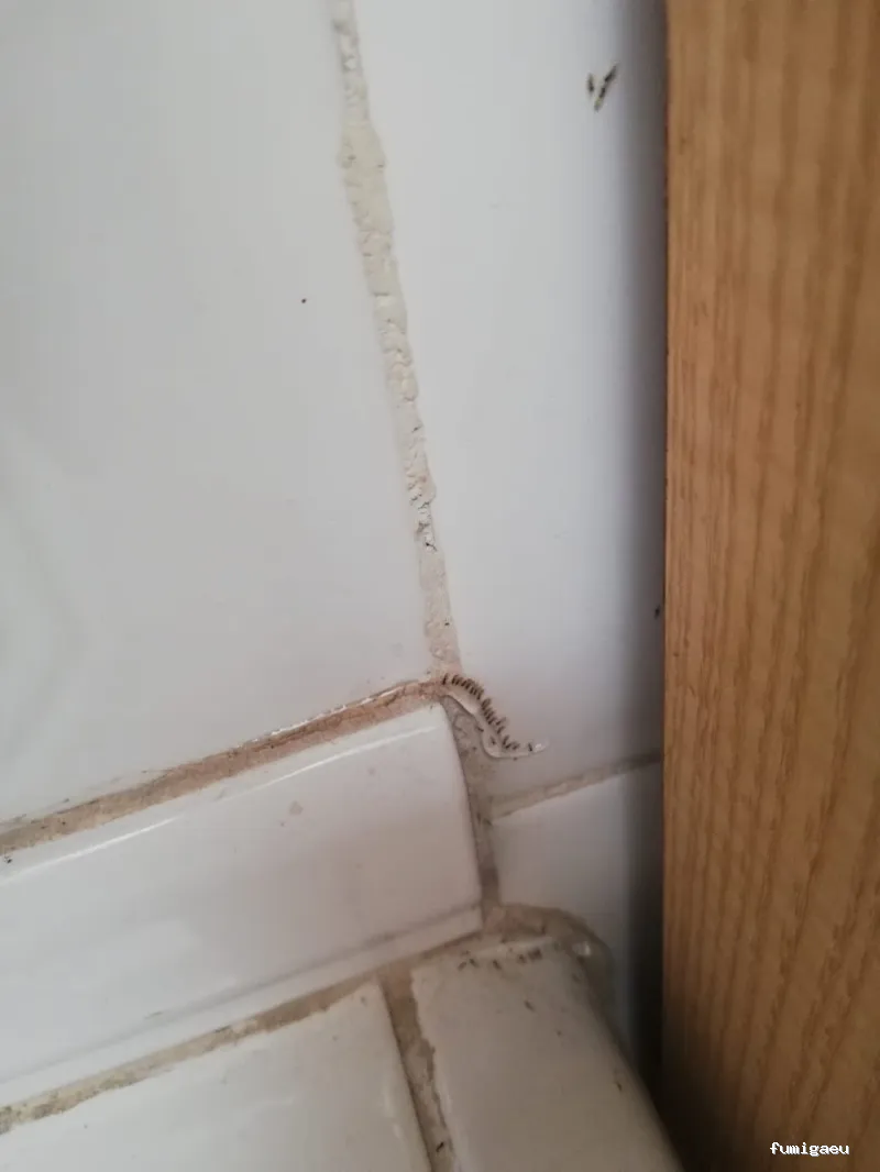 Control Plus Canarias