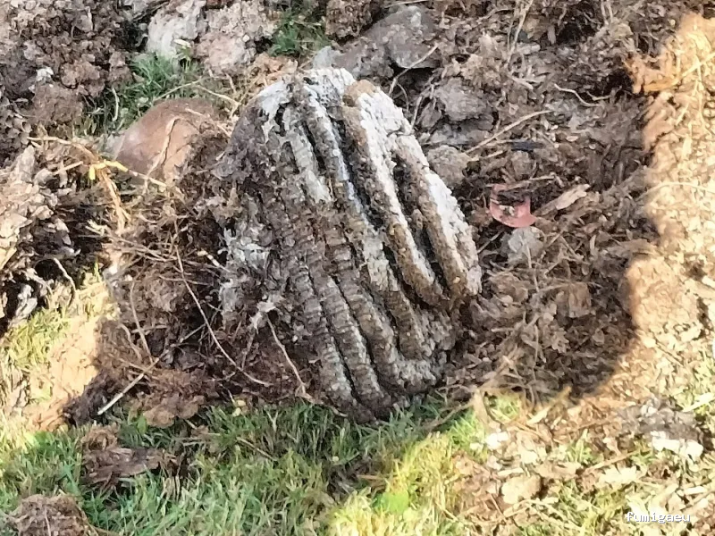 Tratecval - Fumigación y Control de Plagas Valencia