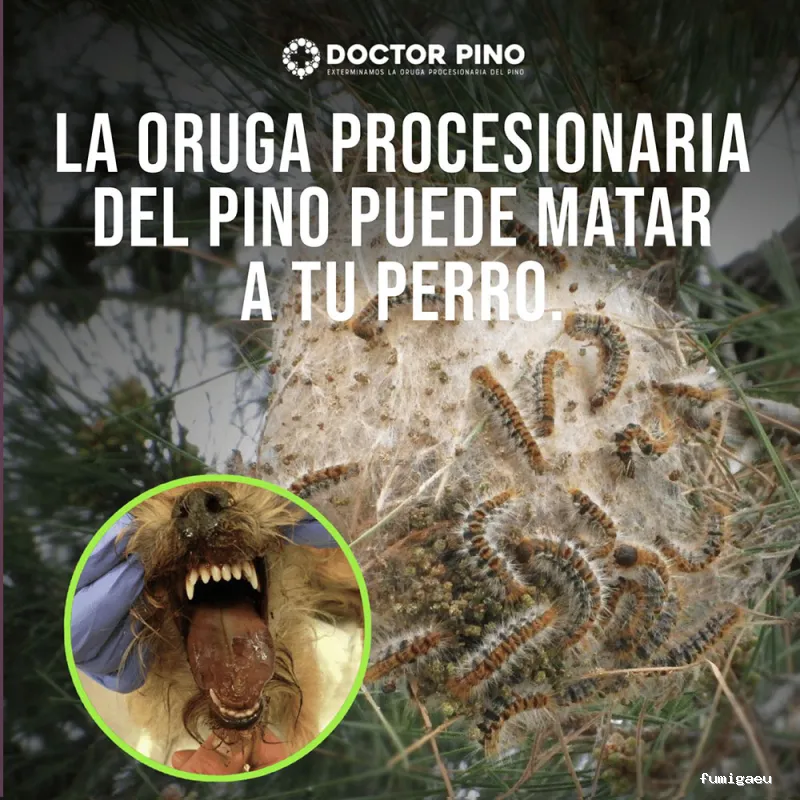 Doctor Pino